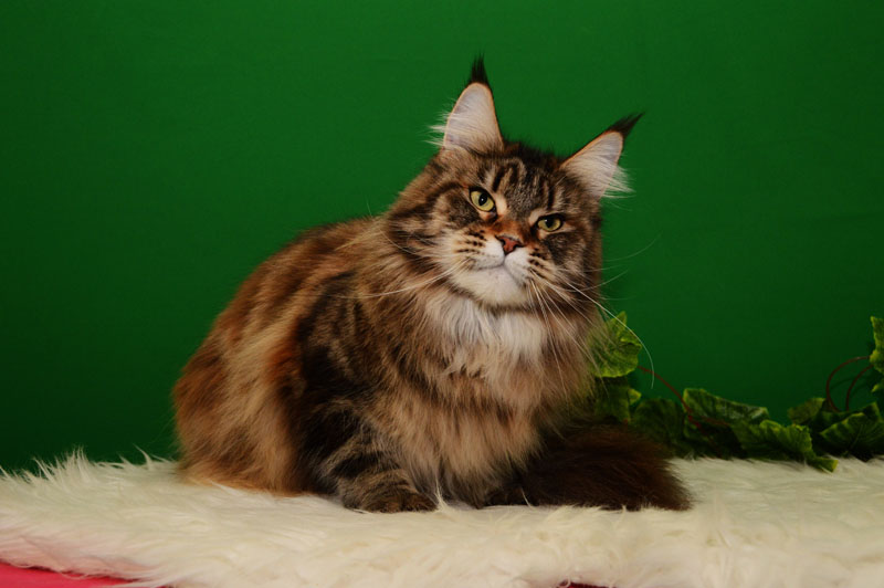 Uliana Akbars - maine-coon 01/27/2016