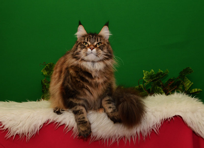 Uliana Akbars - maine-coon 01/27/2016