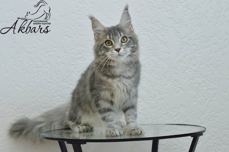 Melinda Paborito (polydactyl) - Kitten maine-coon 6 months 1 week