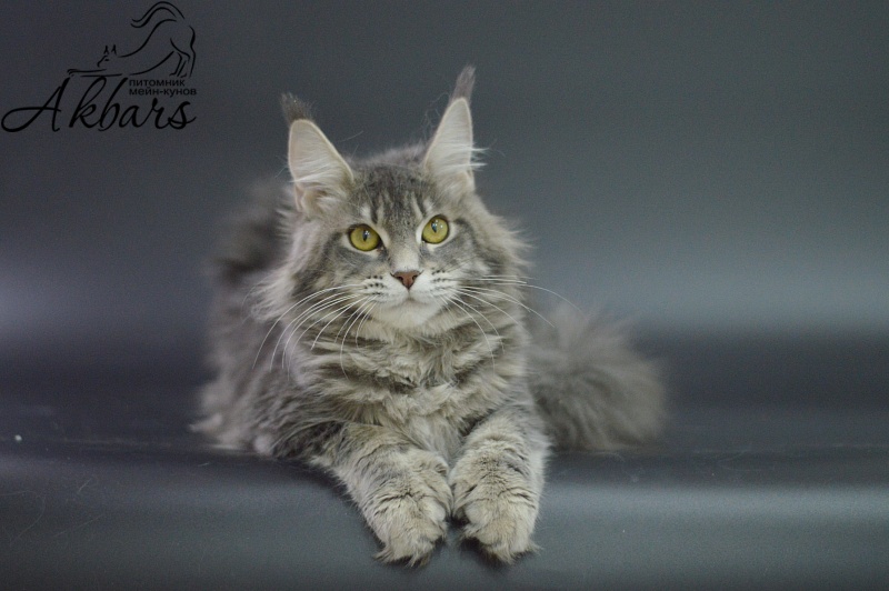 Melinda Paborito (polydactyl) - Junior maine-coon 7 months 3 weeks