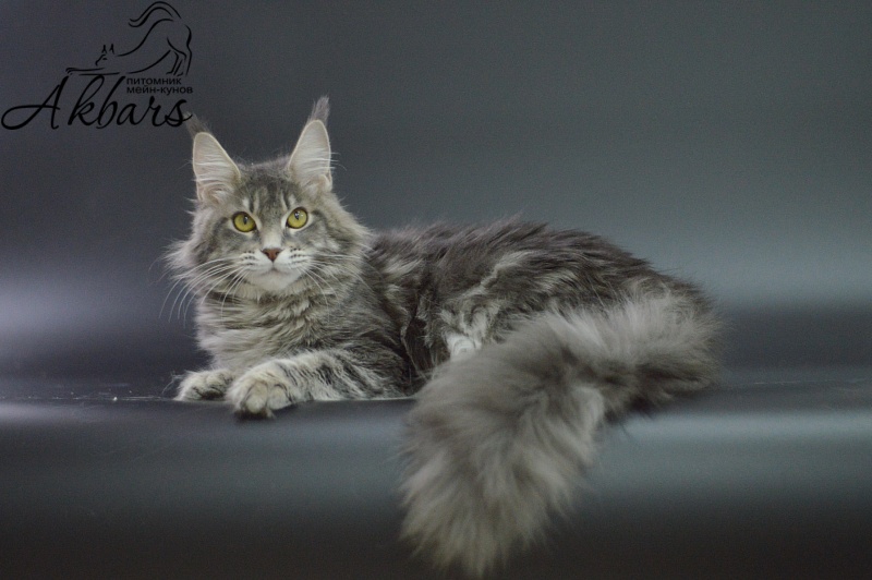 Melinda Paborito (polydactyl) - Junior maine-coon 7 months 3 weeks