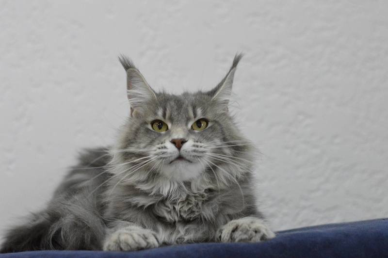Melinda Paborito (polydactyl) - Adult maine-coon 1 year 3 months 3.5 weeks