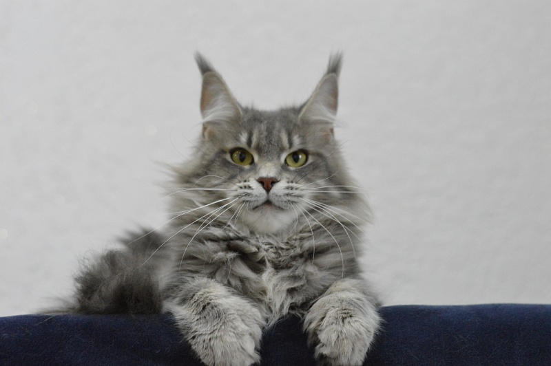 Melinda Paborito (polydactyl) - Adult maine-coon 1 year 3 months 3.5 weeks