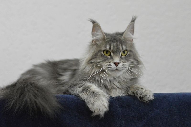 Melinda Paborito (polydactyl) - Adult maine-coon 1 year 3 months 3.5 weeks