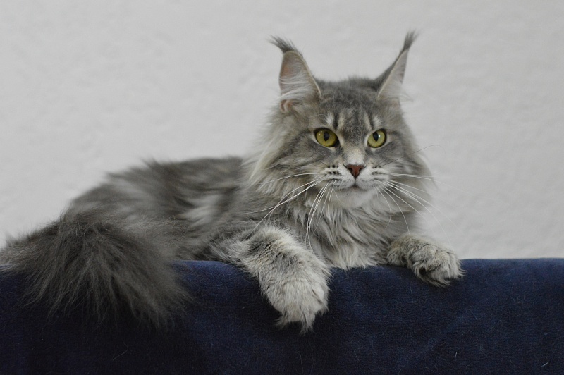 Melinda Paborito (polydactyl) - Adult maine-coon 1 year 3 months 3.5 weeks