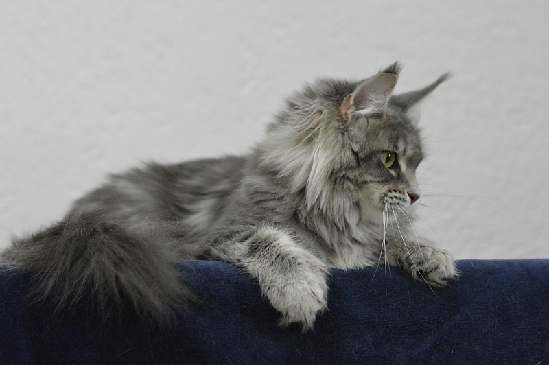Melinda Paborito (polydactyl) - Adult maine-coon 1 year 3 months 3.5 weeks
