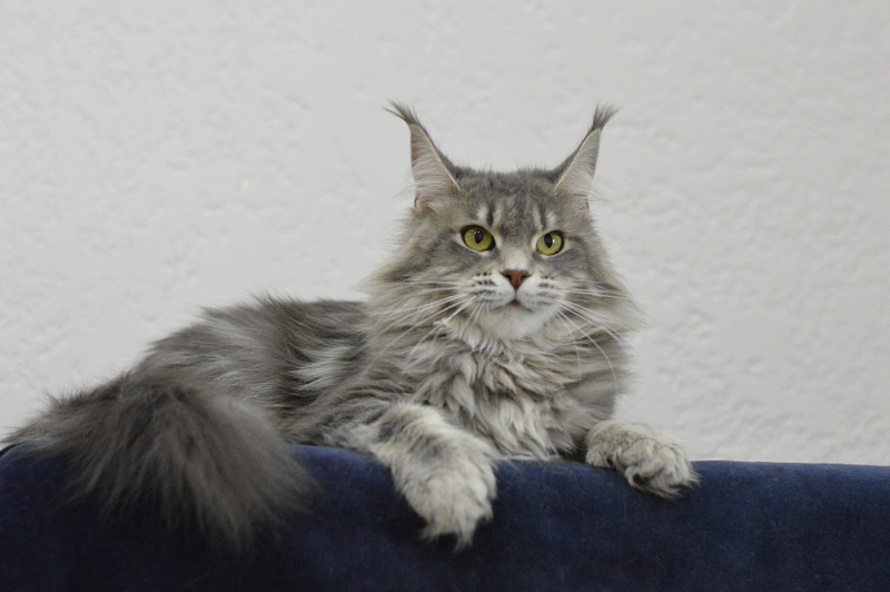 Melinda Paborito (polydactyl) - Adult maine-coon 1 year 3 months 3.5 weeks