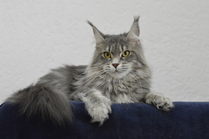 Melinda Paborito (polydactyl) - Adult maine-coon 1 year 3 months 3.5 weeks