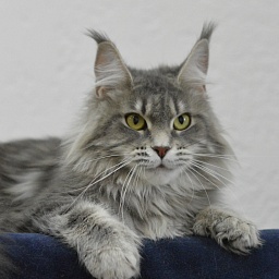 Melinda Paborito (polydactyl)