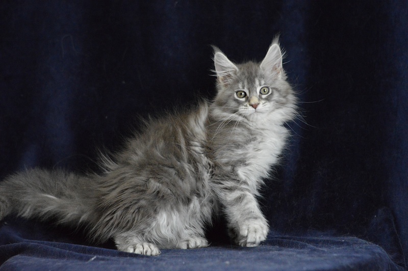 Berry Akbars (polydactyl) 66/66 - Kitten maine-coon 1 month 2 weeks