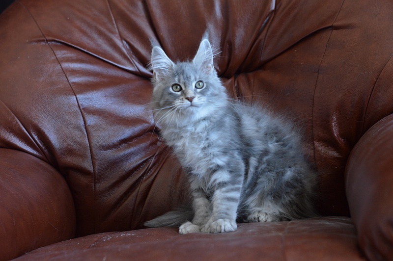 Berry Akbars (polydactyl) 66/66 - Kitten maine-coon 2 months 0.5 weeks