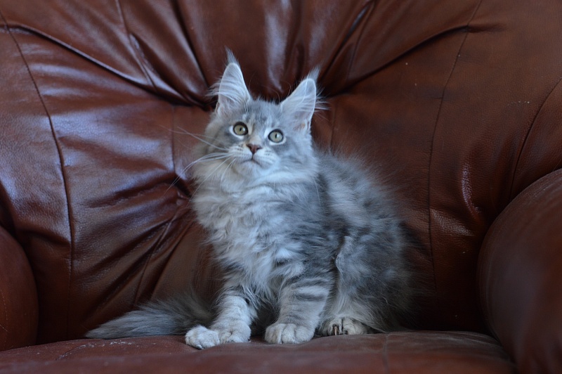 Berry Akbars (polydactyl) 66/66 - Kitten maine-coon 2 months 0.5 weeks