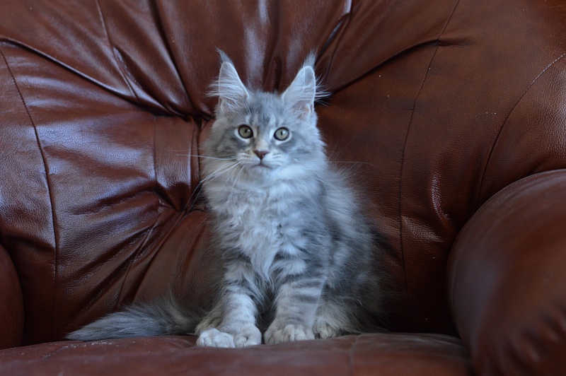 Berry Akbars (polydactyl) 66/66 - Kitten maine-coon 2 months 0.5 weeks