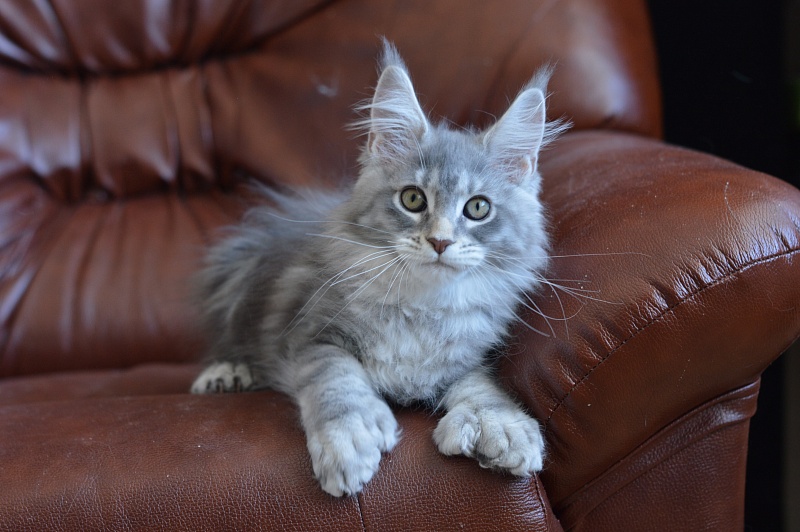 Berry Akbars (polydactyl) 66/66 - Kitten maine-coon 2 months 0.5 weeks