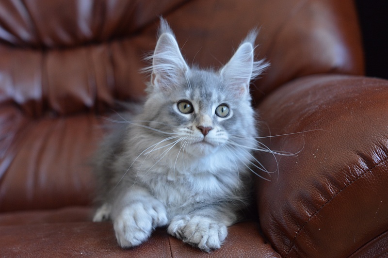 Berry Akbars (polydactyl) 66/66 - Kitten maine-coon 2 months 0.5 weeks