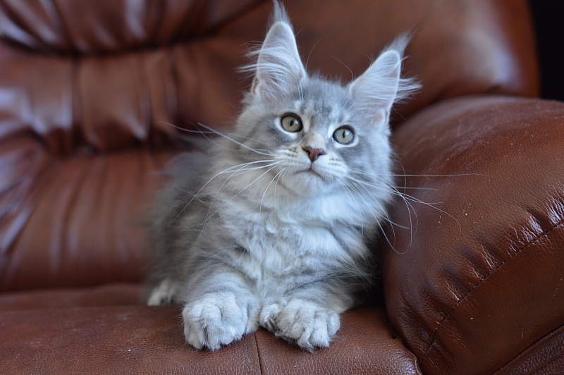 Berry Akbars (polydactyl) 66/66 - Kitten maine-coon 2 months 0.5 weeks