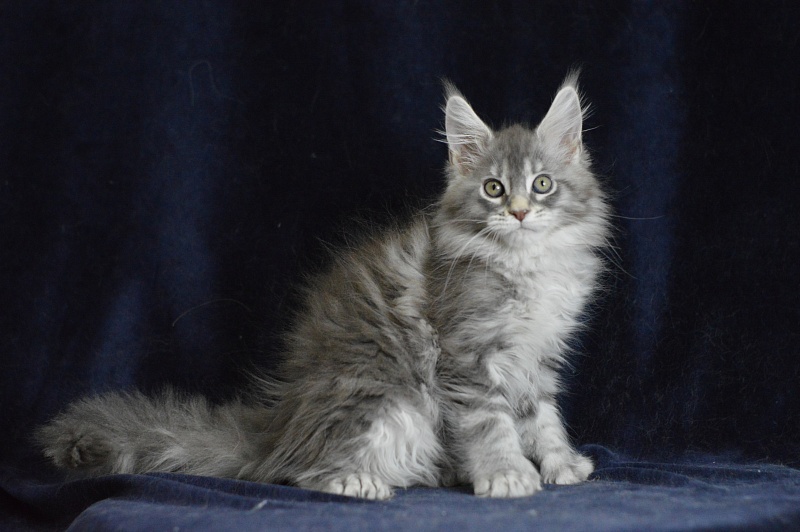 Berry Akbars (polydactyl) 66/66 - Kitten maine-coon 1 month 2 weeks