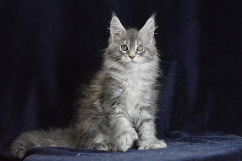Berry Akbars (polydactyl) 66/66 - Kitten maine-coon 1 month 2 weeks