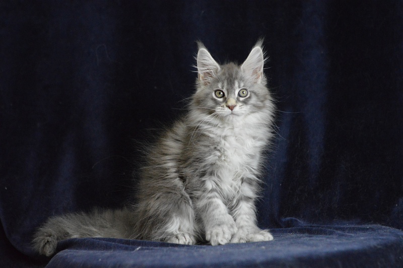 Berry Akbars (polydactyl) 66/66 - Kitten maine-coon 1 month 2 weeks