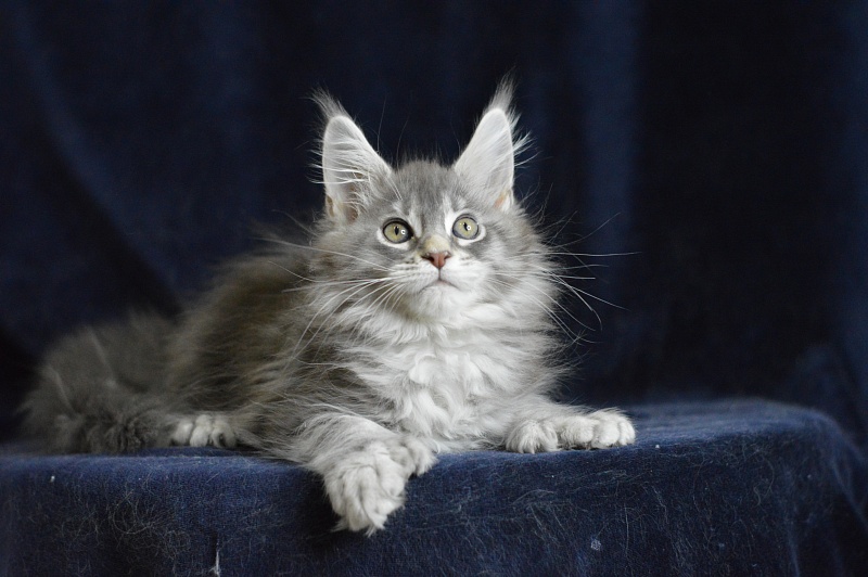 Berry Akbars (polydactyl) 66/66 - Kitten maine-coon 1 month 2 weeks
