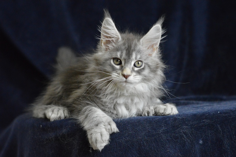 Berry Akbars (polydactyl) 66/66 - Kitten maine-coon 1 month 2 weeks