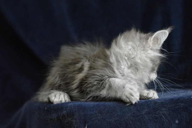 Berry Akbars (polydactyl) 66/66 - Kitten maine-coon 1 month 2 weeks