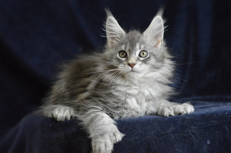 Berry Akbars (polydactyl) 66/66 - Kitten maine-coon 1 month 2 weeks