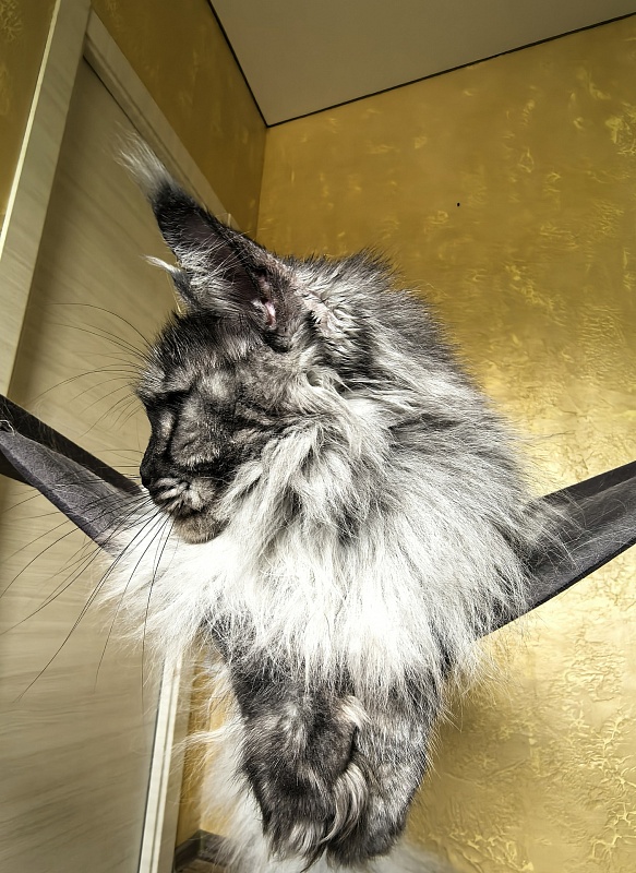 Bilberry Akbars (polydactyl) 66/66 - Adult maine-coon 4 years 7 months 1.5 week