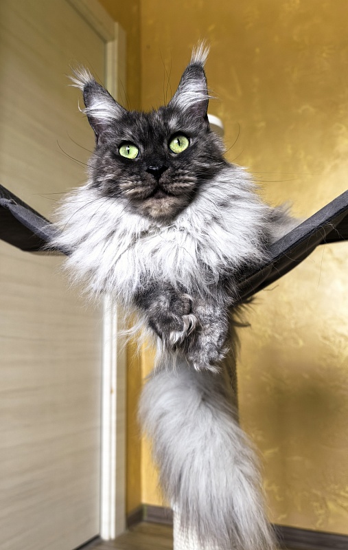 Bilberry Akbars (polydactyl) 66/66 - Adult maine-coon 4 years 7 months 1.5 week