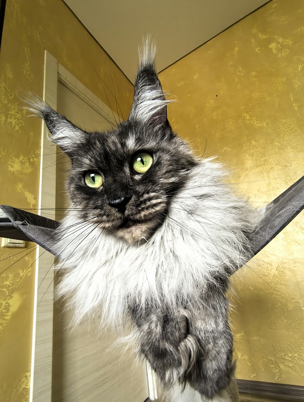 Bilberry Akbars (polydactyl) 66/66 - Adult maine-coon 4 years 7 months 1.5 week