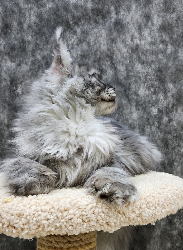 Bilberry Akbars (polydactyl) 66/66 - Adult maine-coon 1 year 10 months