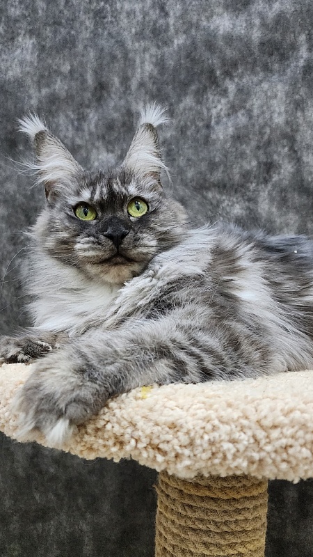 Bilberry Akbars (polydactyl) 66/66 - Adult maine-coon 1 year 10 months