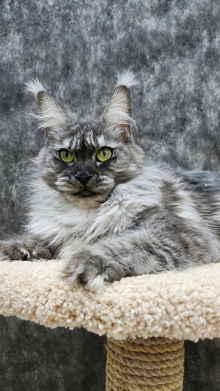 Bilberry Akbars (polydactyl) 66/66 - Adult maine-coon 1 year 10 months