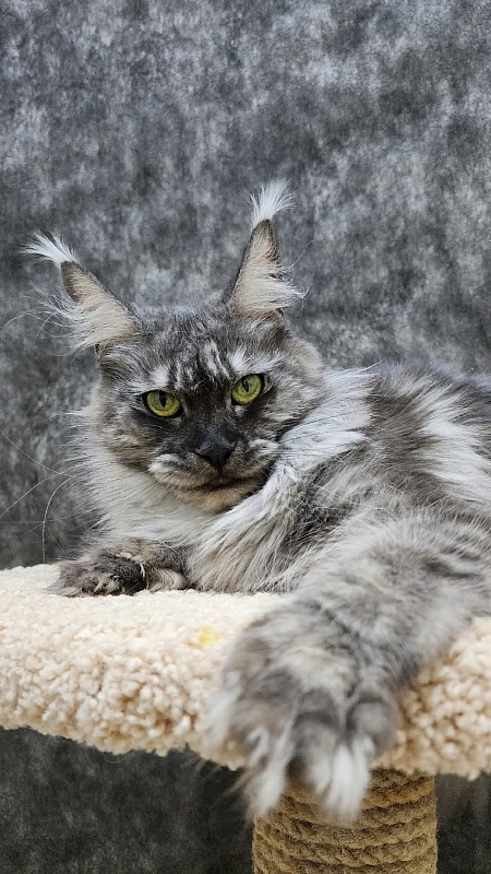 Bilberry Akbars (polydactyl) 66/66 - Adult maine-coon 1 year 10 months