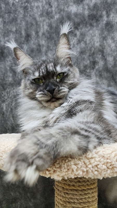 Bilberry Akbars (polydactyl) 66/66 - Adult maine-coon 1 year 10 months