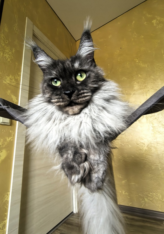 Bilberry Akbars (polydactyl) 66/66 - Adult maine-coon 4 years 7 months 1.5 week