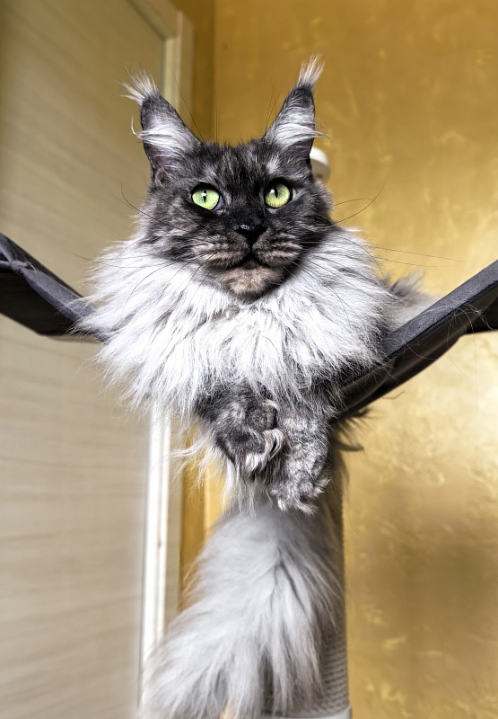 Bilberry Akbars (polydactyl) 66/66 - Adult maine-coon 4 years 7 months 1.5 week