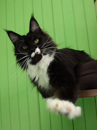 Mainelynx Xelena Gangstercat - maine-coon 03/13/2016