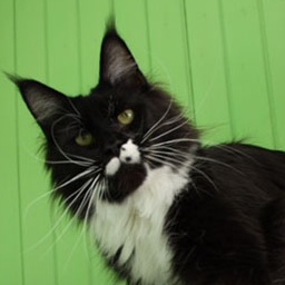 Mainelynx Xelena Gangstercat