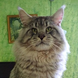 Junari's Only Prince Nanouk