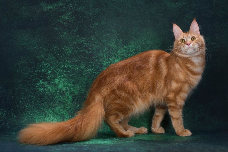 Judy Chocolate - мейн-кун