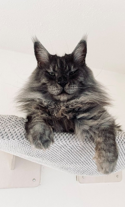 Special Power Cats Jaguar - maine-coon