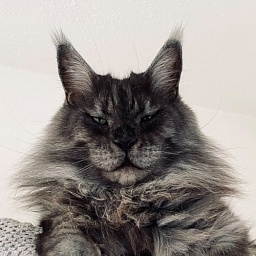 Special Power Cats Jaguar