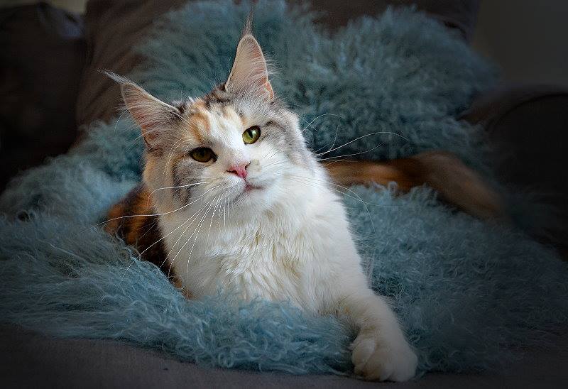 Only Queen of CaDazz - maine-coon