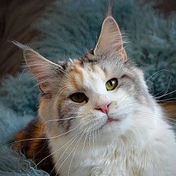 Only Queen of CaDazz