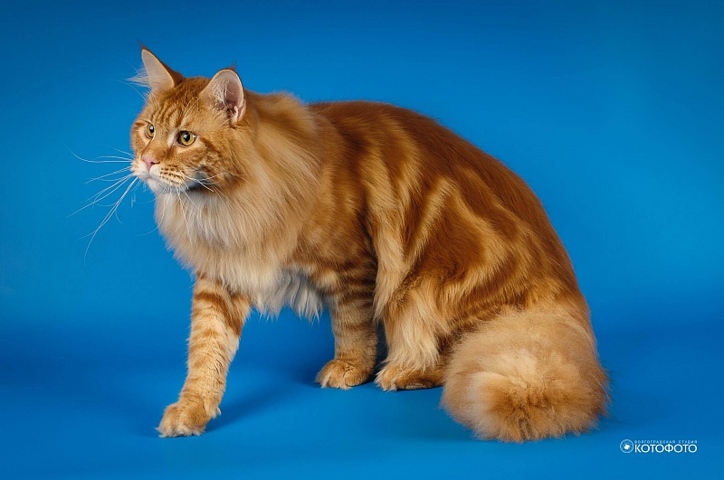 Caramel's Atlant - maine-coon