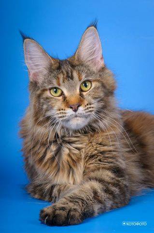 Cat's Castle Dixy-Land - мейн-кун