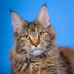 Cat's Castle Dixy-Land