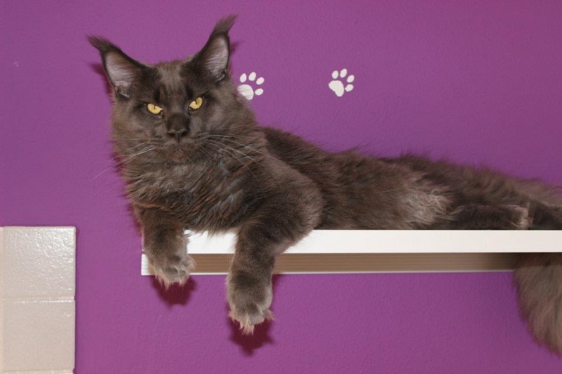 Langstteich's Headline Blue - maine-coon