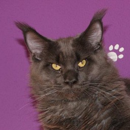 Langstteich's Headline Blue